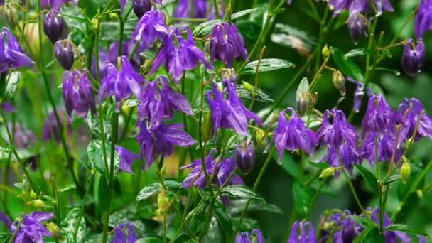 Aquilegia lila virágok — Stock videók