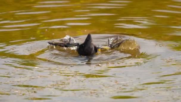 Meerkoet zwemmen in de vijver — Stockvideo