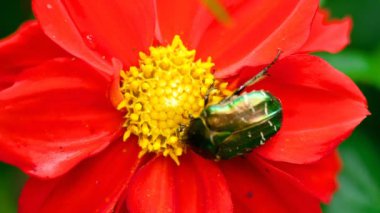 Cetonia Aurata kırmızı yıldız çiçeği çiçek