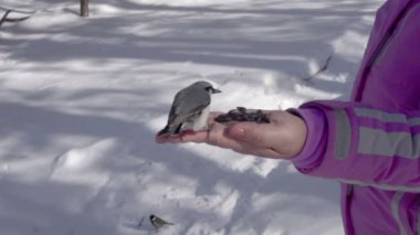 Kuşlar kadın elinde tohum yiyin