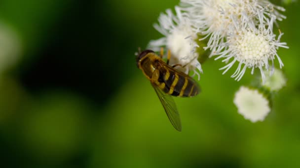 Big Fly en el Ageratum houstonianum — Vídeo de stock