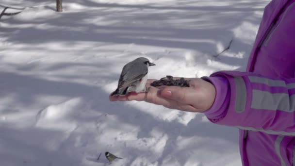 女性の手で鳥が種子を食べる — ストック動画