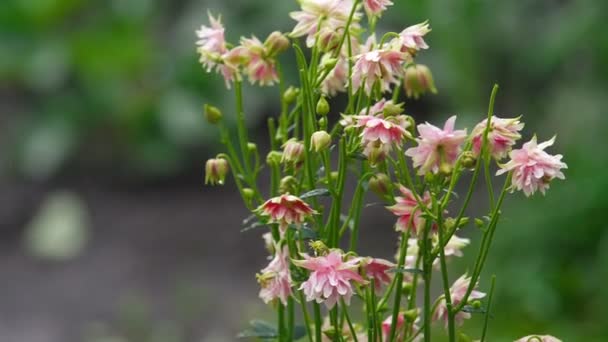 Rosa dekorativa aquilegia blommor — Stockvideo