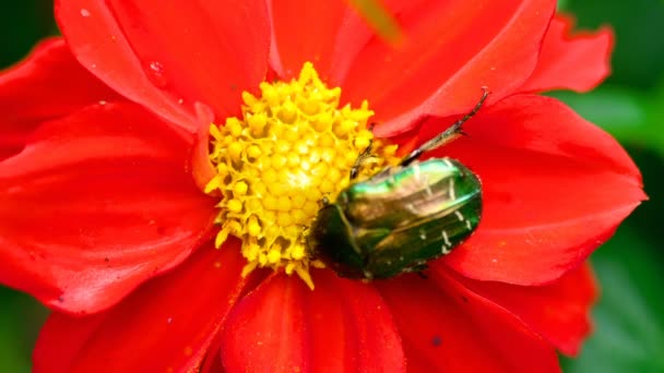 Cetonia Aurata en la flor de la Dalia Roja — Vídeos de Stock