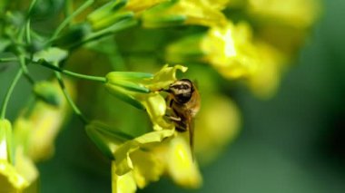 Brassica oleracea çiçek arıya