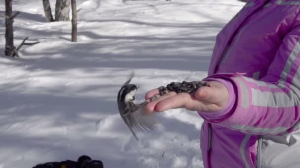 Fåglar i womens hand äter frön — Stockvideo