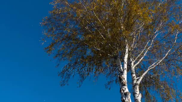 Autumn trees with yellowing leaves against the sky — Stock Video