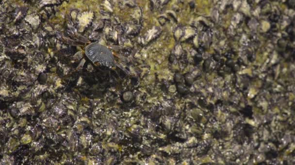 Granchio sulla roccia in spiaggia — Video Stock