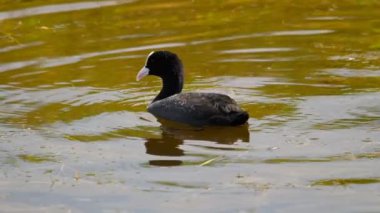 Su birikintisi içinde yüzmeye Sakarmeke