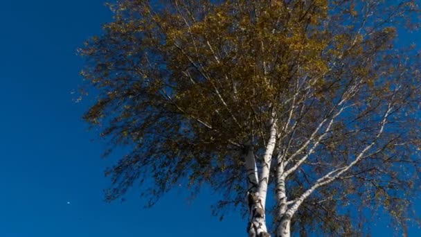 Árvores de outono com folhas amareladas contra o céu — Vídeo de Stock