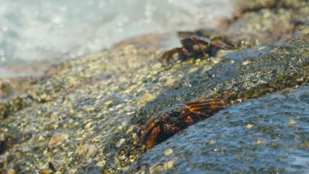 Krabben auf dem Felsen am Strand — Stockvideo