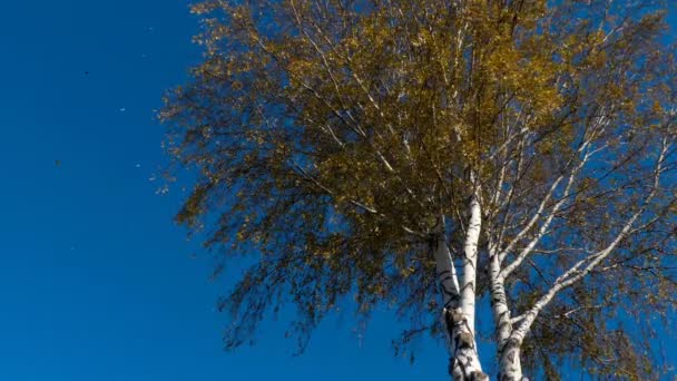 Toamna copaci cu frunze galbene pe cer — Videoclip de stoc