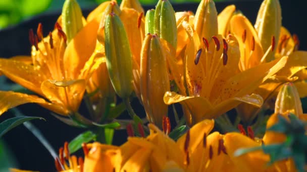 Лепестки оранжевой лилии под дождем — стоковое видео