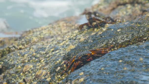 Crabes sur le rocher à la plage — Video