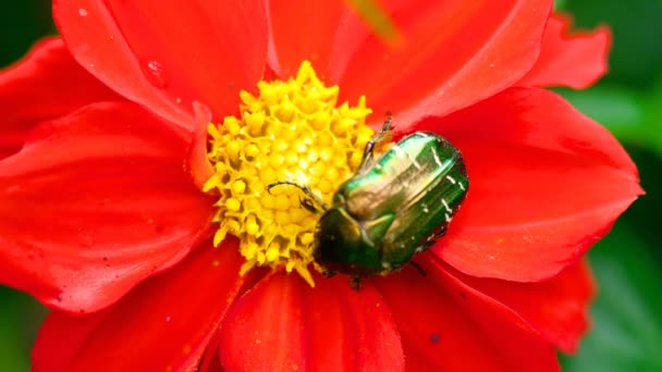 Cetonia Aurata en la flor de la Dalia Roja — Vídeos de Stock