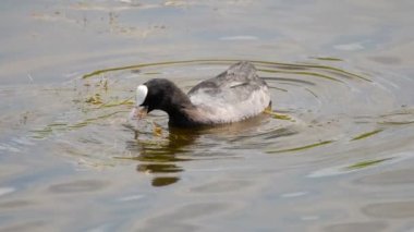 Su birikintisi içinde yüzmeye Sakarmeke