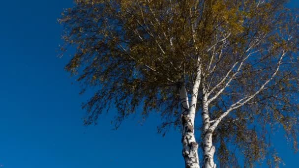 Autumn trees with yellowing leaves against the sky — Stock Video