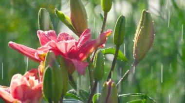 Yağmur altında pembe Lily çiçek