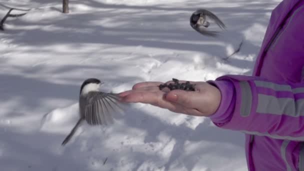 Vögel in Frauenhand fressen Samen — Stockvideo