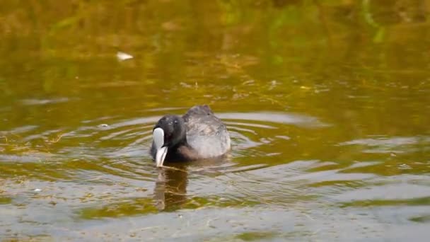 연못에서 수영 하는 물 닭 — 비디오