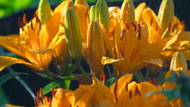Petals of orange lily under rain — Stock Video