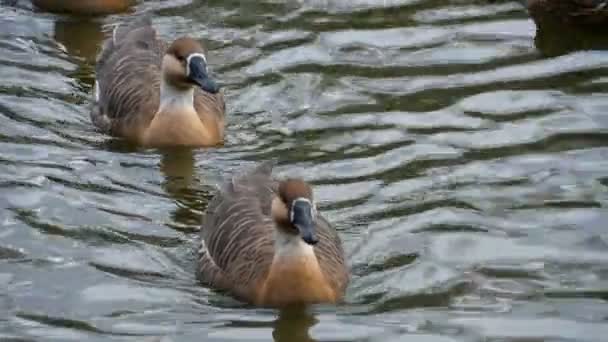 A flock of geese enjoy a swim on a autumn day — Stock Video