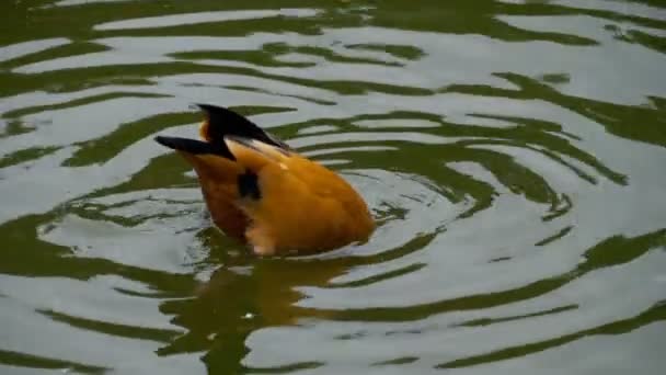 Červený shelduck na vodě — Stock video