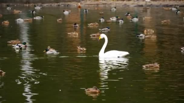 Divoké vodní ptactvo na rybníku — Stock video