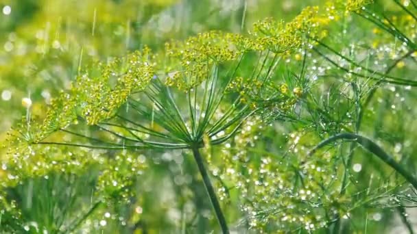 Blütenstand von Dill unter Regen — Stockvideo