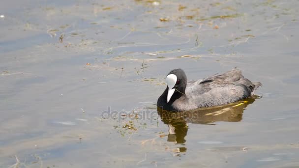 Coot natação na lagoa — Vídeo de Stock