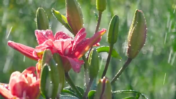 Ροζ Λουλουδι Κρινος υπό βροχή — Αρχείο Βίντεο