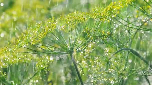 Květenství kopru v dešti — Stock video