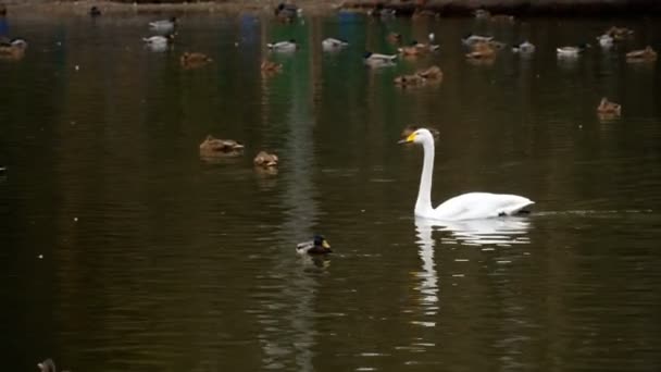 Wild waterfowl on the pond — Stock Video