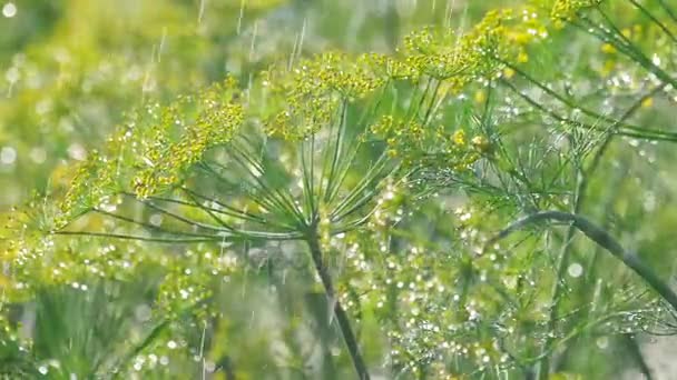 Bloeiwijze van Dille onder regen — Stockvideo