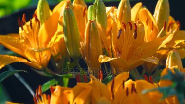 Yağmur altında turuncu zambak yaprakları