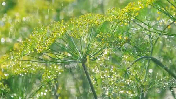 Blütenstand von Dill unter Regen — Stockvideo
