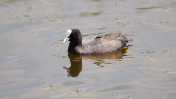 Coot swimming in pond — Stock Video