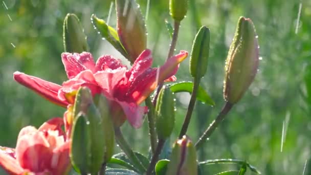 Rosa flor de lirio bajo la lluvia — Vídeo de stock