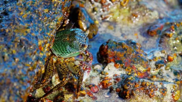 Granchio sulla roccia in spiaggia — Video Stock