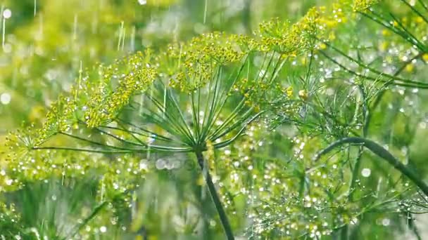 Blütenstand von Dill unter Regen — Stockvideo