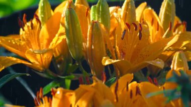 Yağmur altında turuncu zambak yaprakları