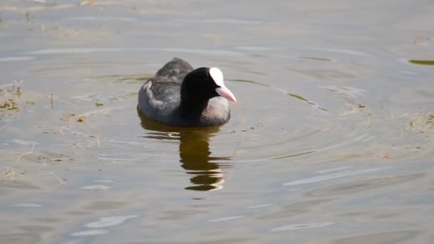 Coot swimming in pond — Stock Video