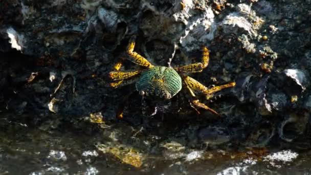 Crabe sur le rocher à la plage