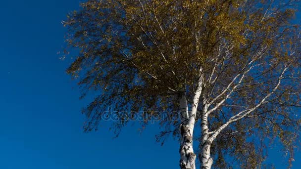 Φθινόπωρο δέντρα με κιτρίνισμα φύλλα ενάντια στον ουρανό — Αρχείο Βίντεο