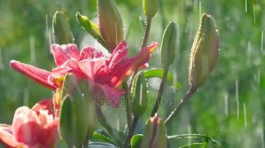 Yağmur altında pembe Lily çiçek