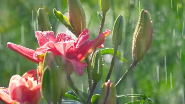 Rosa Lilja blomma under regn — Stockvideo