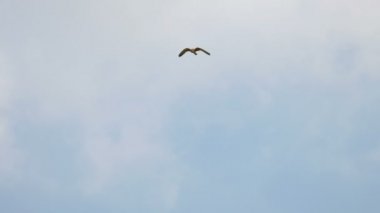Gökyüzü arka planında Uçan Küçük Kerkenez