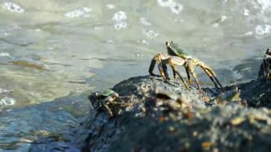 Sahildeki kayadaki yengeç