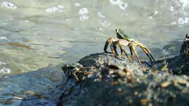 Krab na skále na pláži — Stock video