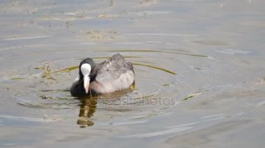 Su birikintisi içinde yüzmeye Sakarmeke